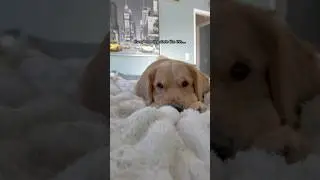 Every Morning Starts Like This 🥹☀️ | Golden Retriever Mornings #dog #puppy #goldenretriever #funny
