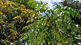 Cute June Plum Tree