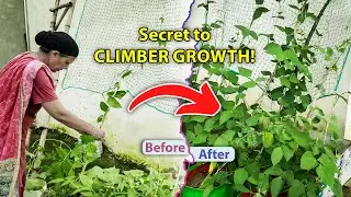Best Net Support | Climber Vegetables | Rooftop Gardening Net Installation | Vertical Growth Results