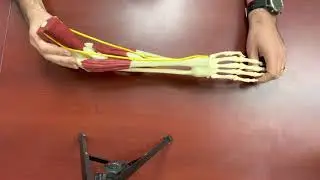 What happens when you hit your &ldquo;funny bone&rdquo;