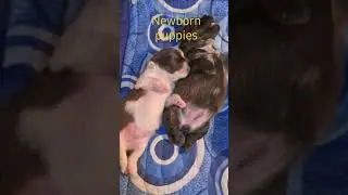 newborn puppies crying