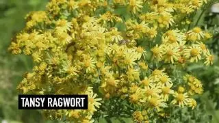 Tansy Ragwort - Idaho Weed Awareness Campaign