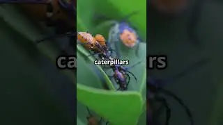 Predatory Stink Bug: Nature's Stealthy Hunter