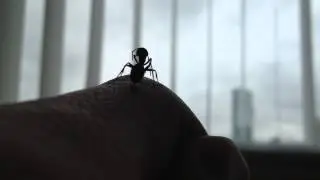 A Carpenter ant cleaning his antennae