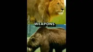 Lion VS Grizzly Bear edit 🔥#shorts #lions#bears