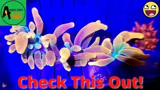 Check Out These New Corals - This is pretty exciting!