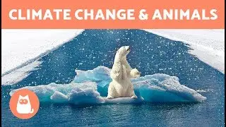 How CLIMATE CHANGE Affects ANIMALS ⚠️ Causes and Solutions