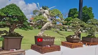 ASPAC 2025 KONTES BONSAI SULTAN - ALUN- ALUN GIANYAR BALI