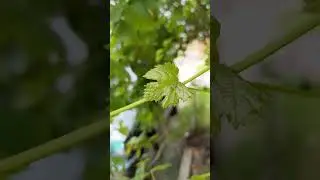 Google pixel 4A 5G 4k 60fps