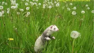 Ferrets / Fur&otilde;es Brasil
