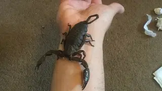 Unboxing HUGE Scorpion & Tarantulas