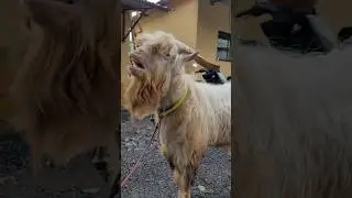 Saanen Goat Top Quality #bakra #goatfarm #goatlovers #bakraeidspecial #localgoat #goatlovers