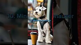 Top 10 smartest Dog breeds in the world 🌎 || smart dog breeds #scroll #viral #top10 #short #ytshorts