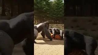 Can the Silverback Gorilla rescue the little lost baby #wildlife #gorillas #nature