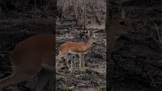 Steenbok at Kruger National Park, South Africa.