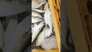 today Goa wholesale fish market in madgaon 😊😊🐟🐟