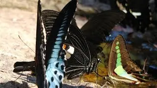 Indian Butterflies: What is mud-puddling ?