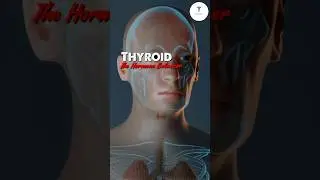 Thyroid Gland | Thyroid Gland Function | #thyroid#thyroidhormone#thyroidawareness#viral#shorts