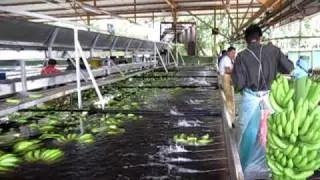 Jian Guo 2010 Costa Rica Banana Processing Plant  MVI_2491.MOV