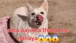 Aaj itna thanda me sibu nahaya😱😱🐕🐕 #dog #2026 #dogshorts #funny 