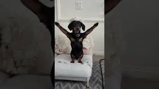 my frankie  #dachshund  #dachshundontiktok