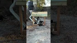 Feral colony gets a auto feeder for Christmas! They couldn&rsquo;t wait for me to finish it! Live coming