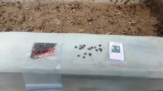 Hollyhock cosmos seed sowing 17 November 2025