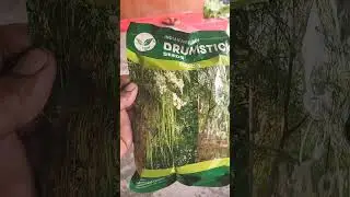 odc 3 variety  moringa seeds 🫡
