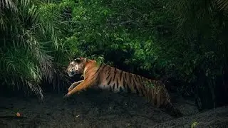 BRITISH DAAK BANGLA.  PART1 #tigerattack #animalattack  #indiawildlife India wildlife #huntingstory 