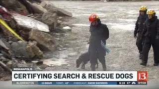 Certifying Search and Rescue Dogs