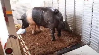 10 Abnormally Large Animals That Actually Exist