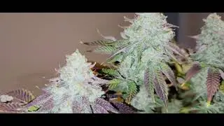 Skunk Hero by Ethos Genetics Fall grow 2023.