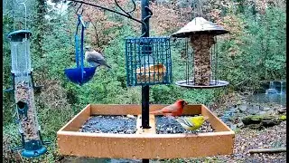 🔴 Georgia Bird Cam:❄️Calm Before the Winter Storm❄️