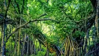 Jungle Natural Sound 1 Hours - Exotic Jungle natural sound for relaxation and sleep