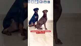 Free adoption Doberman pincher 9711696640 #dog #pets #doberman