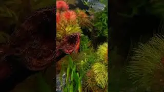 Beautiful Shrimp Eating on Driftwood 🌿🐟 | Relaxing Underwater Scene