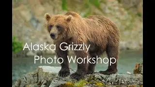 Alaska Grizzly Photo Workshop