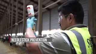 Preventing Needlestick Injuries - Proper Use on Dairy Farms