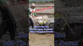 How to Plant Rice with The Legowo 2:1 System Using a Tranplanter Machine #shorts #shortvideo #rice