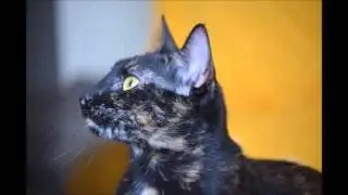 Miso en adopcion, Colonia Procats Madrid