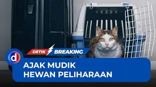 Hewan Peliharaan Ikut Mudik? Simak Tipsnya Dulu!