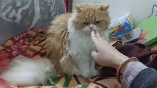 The hand started it!🙀 cat reaction video 