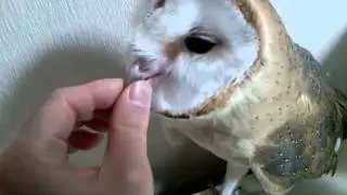 メンフクロウ　部屋で遊ぶ