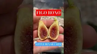 FIRST EVER FIGO ROXO! DELICIOUS! #gardening #farmmarket #garden #growlocal #farmgrown #figs #orchard