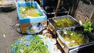 Natural Backyard Breeding | No Air Pump 
