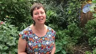 Buzz and Dig An Introduction to Native Bees in Melbourne