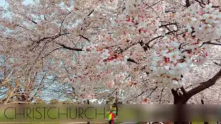 Walk Around Christchurch, New Zealand | Cherry Blossoms in Full Bloom in Hagley Park [Binaural 4K]