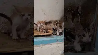 CUTEST KITTENS IN SOUSSE, TUNISIA #travel #kitten