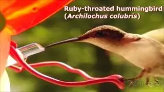 Hummingbird Tongues Are 'Micropumps' | High-Speed Video
