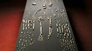 A Brand New Humanoid Species is Discovered in a Cave